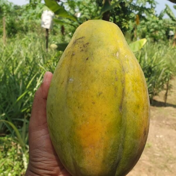 দেশি গাছ পাকা পেঁপে