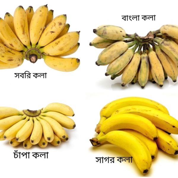 কলা (সাগর/চিনি চম্পা/বাংলা/সবরি)