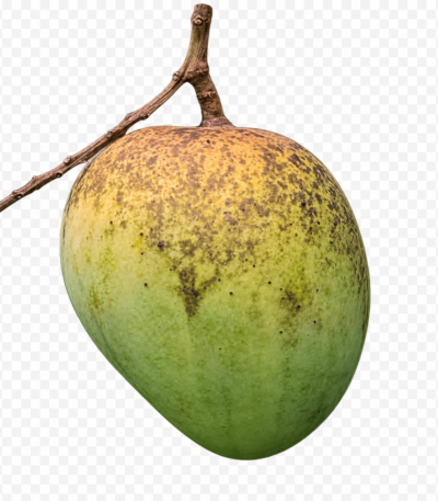 হিমসাগর আম