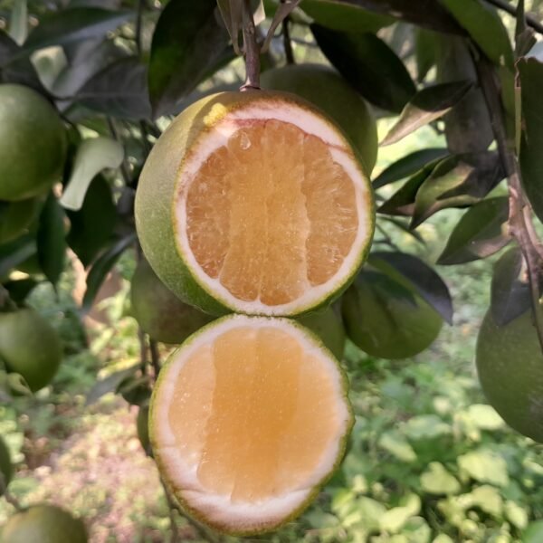 প্রাকৃতিক চাষের মাল্টা
